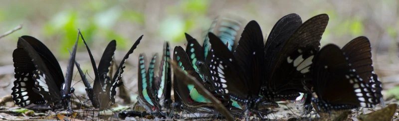 papillons